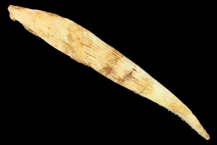 Fossil Shark (Hybodus) Dorsal Spine - Morocco #145374